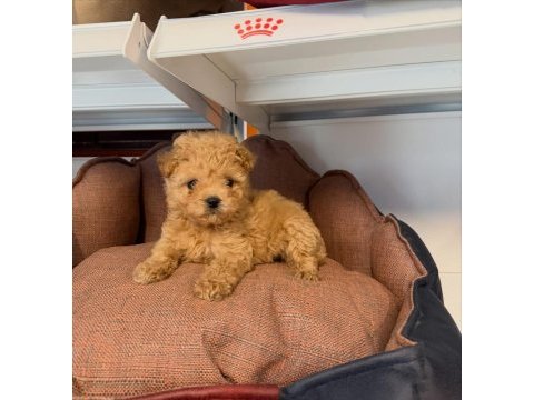 Babyface maltipoo yavrularımız