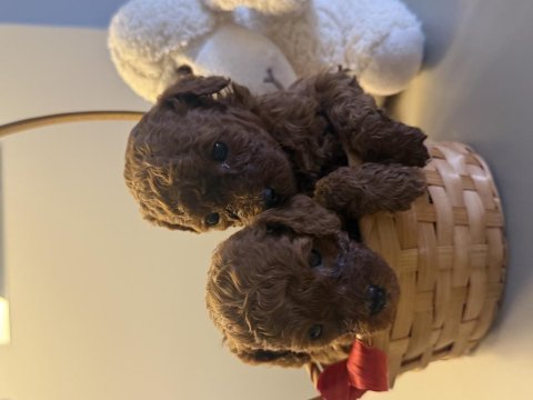 Poodle sağlıklı yavrularım