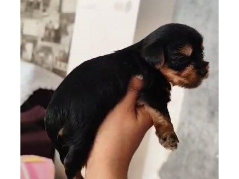 Dişi 25 günlük yorkshire terrier 20 gün sonra teslim