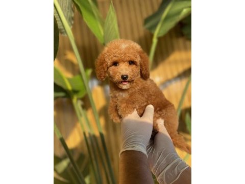 Toy poodle referans yavrular