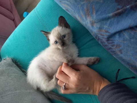 5 adet 2 aylık siyam yavruları