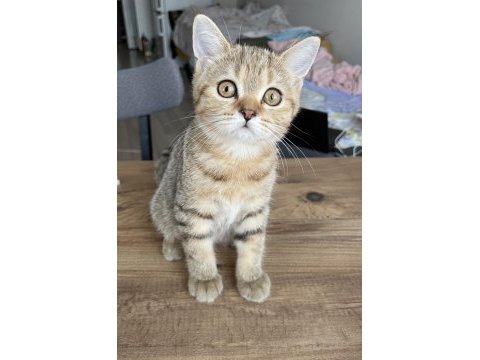 3 aylık british dişi kedi