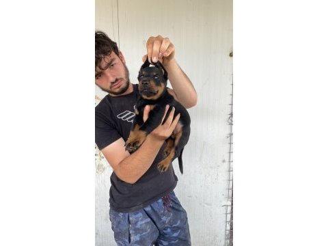 Üst kalite king doberman yavruları