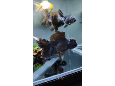 İthal oranda thailand baby face black oranda kaliteli