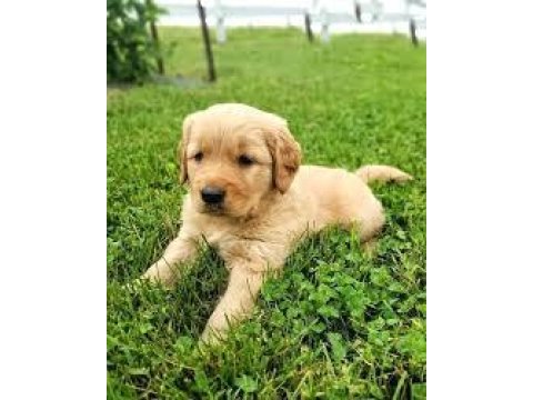 2 aylık şımarık golden retriever yavrularım