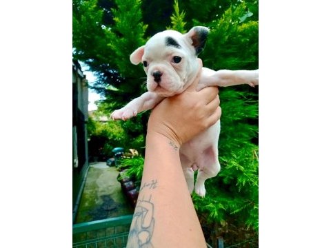 Birbirinden sevimli ve şirin french bulldog yavrularımız
