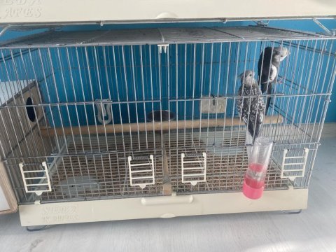 Hobiyi bırakıyorum komple sultan papağanlar