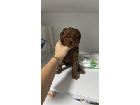 Dark redbrown kore dişi poodle