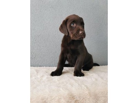 Show kalite labrador retriever yavrularımız