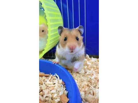 Minik hamster dostunu seç adresine gelsin