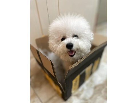 Orjinal kar beyaz bichon frise yavrular