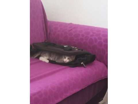 1 buçuk aylık erkek kedimiz
