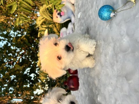 Kar beyaz maltese terrier yavrular