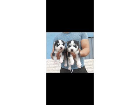 A kalite emsalsiz safkan husky yavrular