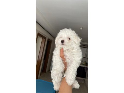 Safkan terrier