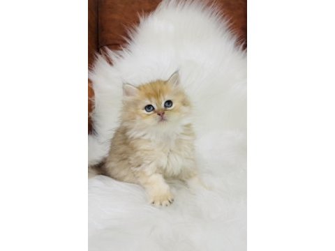 British longhair golden ny11