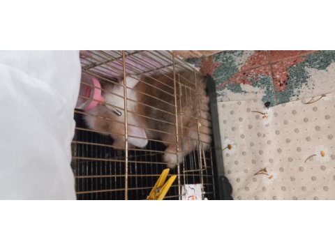 Hollanda teddy lop tavşan