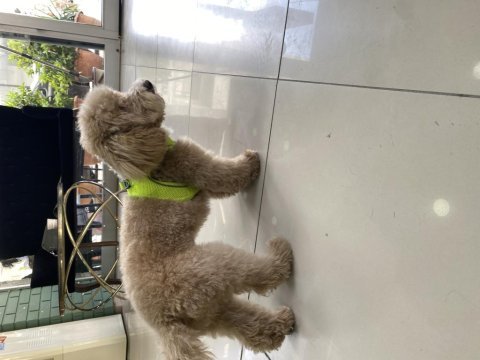 Poodle ayarında maltipoo