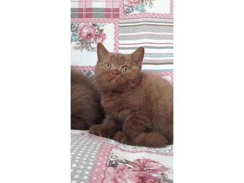 Cinnamon tarçın kahverengi british shorthair yavruları
