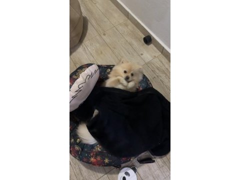 8 aylık pomeranian