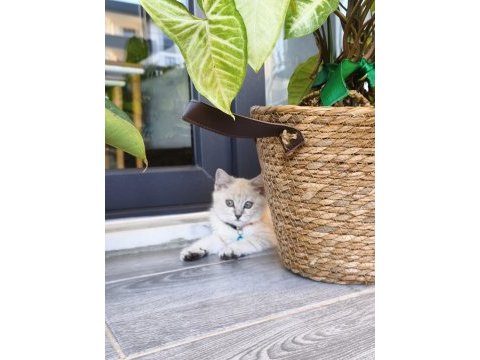 Çok akıllı uysal british shorthair