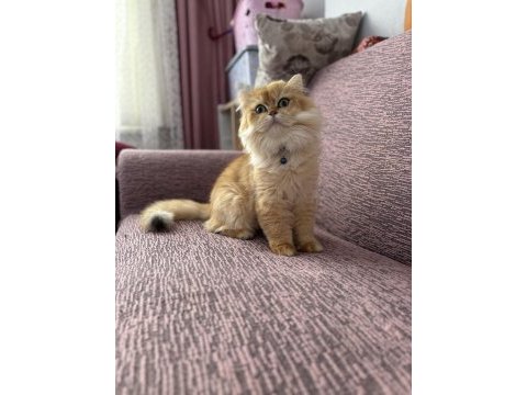 Erkek british long kedimiz