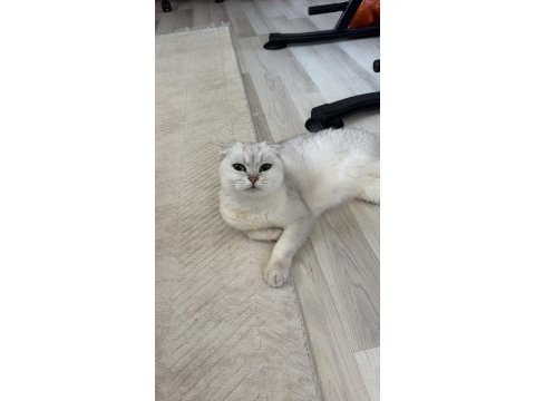 Dişi scottish fold 5 yaşında