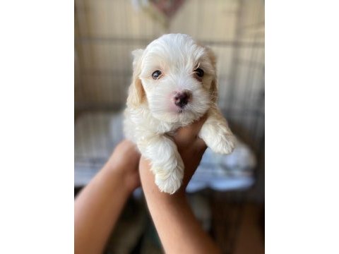 Terrier yavrumuz yeni ailesini arıyor