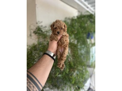Orjinal aşılı poodle köpekler