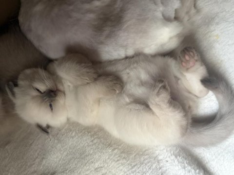 Scottish fold yarım kırık kulak