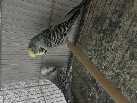 Hazır jumbo takım muhabbet kuşu