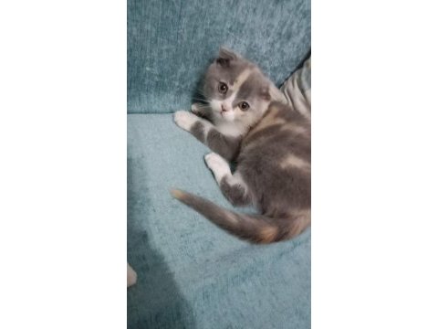 Yavru scottish fold mia