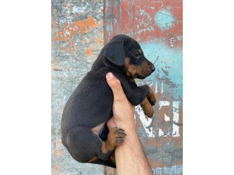 Yavru doberman yavrularımız