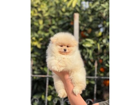 A kalite ırk sağlık garantili pomeranian yavrular