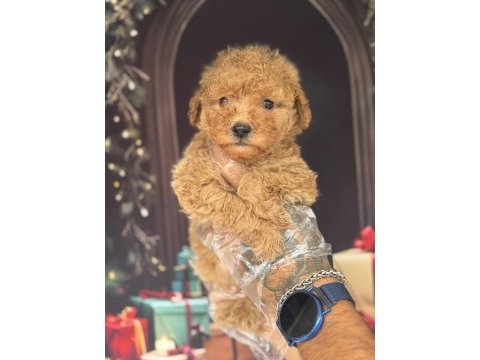 Apricot maltipoo yavruları özel renk ve sevimli görünüm