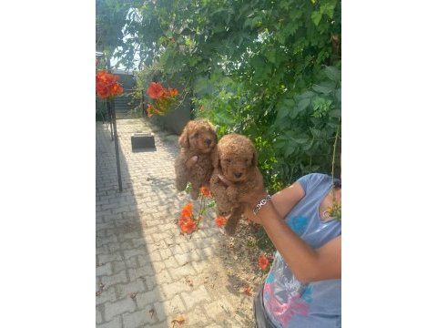 2 aylık toy poodle yavruları