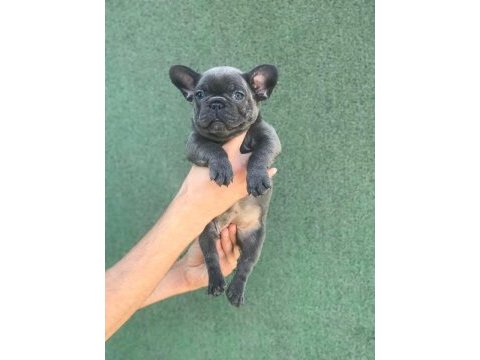A+ kalite blue french bulldog yavrular
