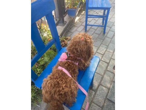 Dişi 1 yaşında poodle