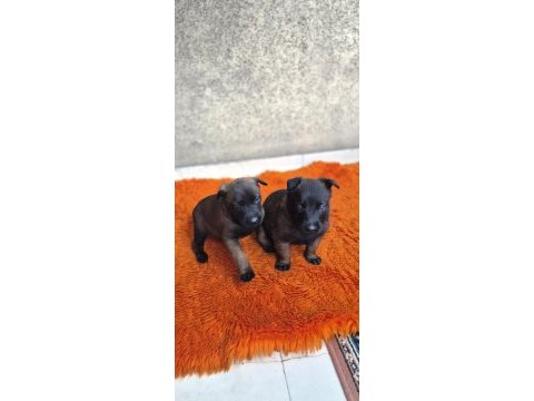 Orjinal belçika kurdu malinois yavrular