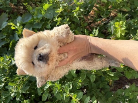 Ayı surat dişi chow chow bebekler