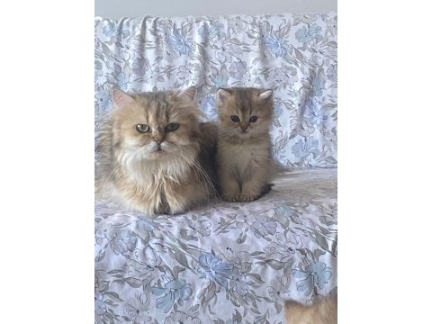 3 aylık safkan british longhair yavru