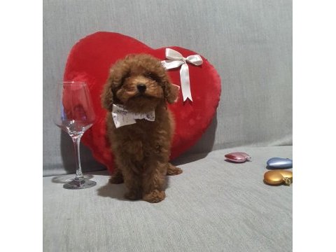 Oyuncak değil gerçek poodle köpekler