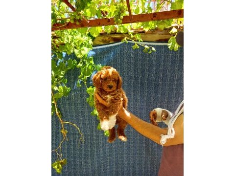 2 aylık maltipoo erkek dişi bebeğimiz