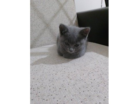 British shorthair 2 aylık dişi
