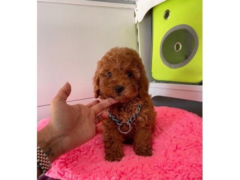 Her bütçeye uygun her renk poodle burada