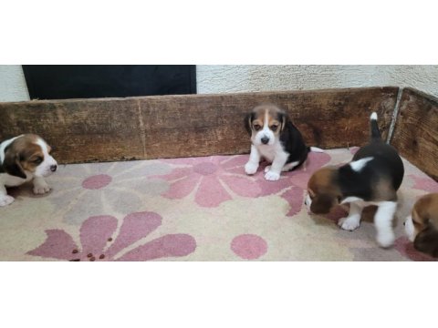 Safkan ırk garantili beagle bebekler