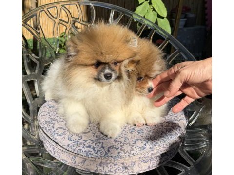 Saf kan pomeranian boo dişi party color