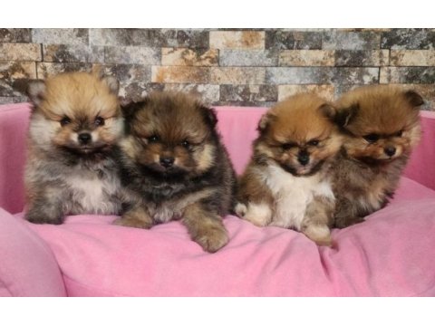 Orjinal birbirinden güzel pomeranian yavrularımız