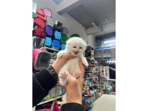 Minik bebek kediler sahiplerini bekler