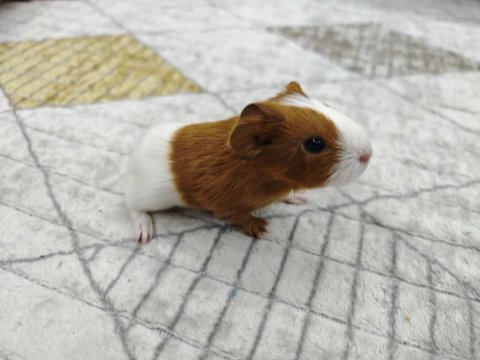 Ginepig yavrumuz